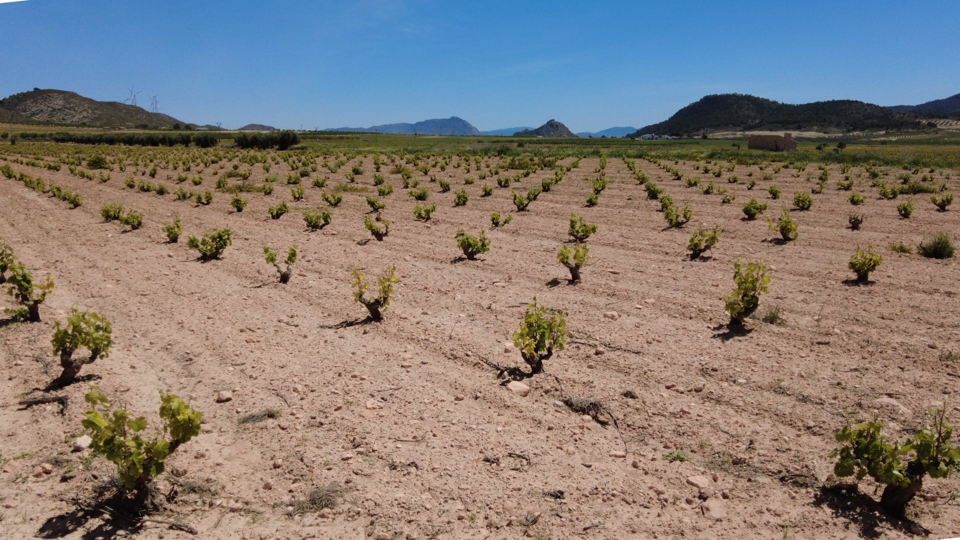 IBERIAN VINEYARDS GENUINE EXPRESSION