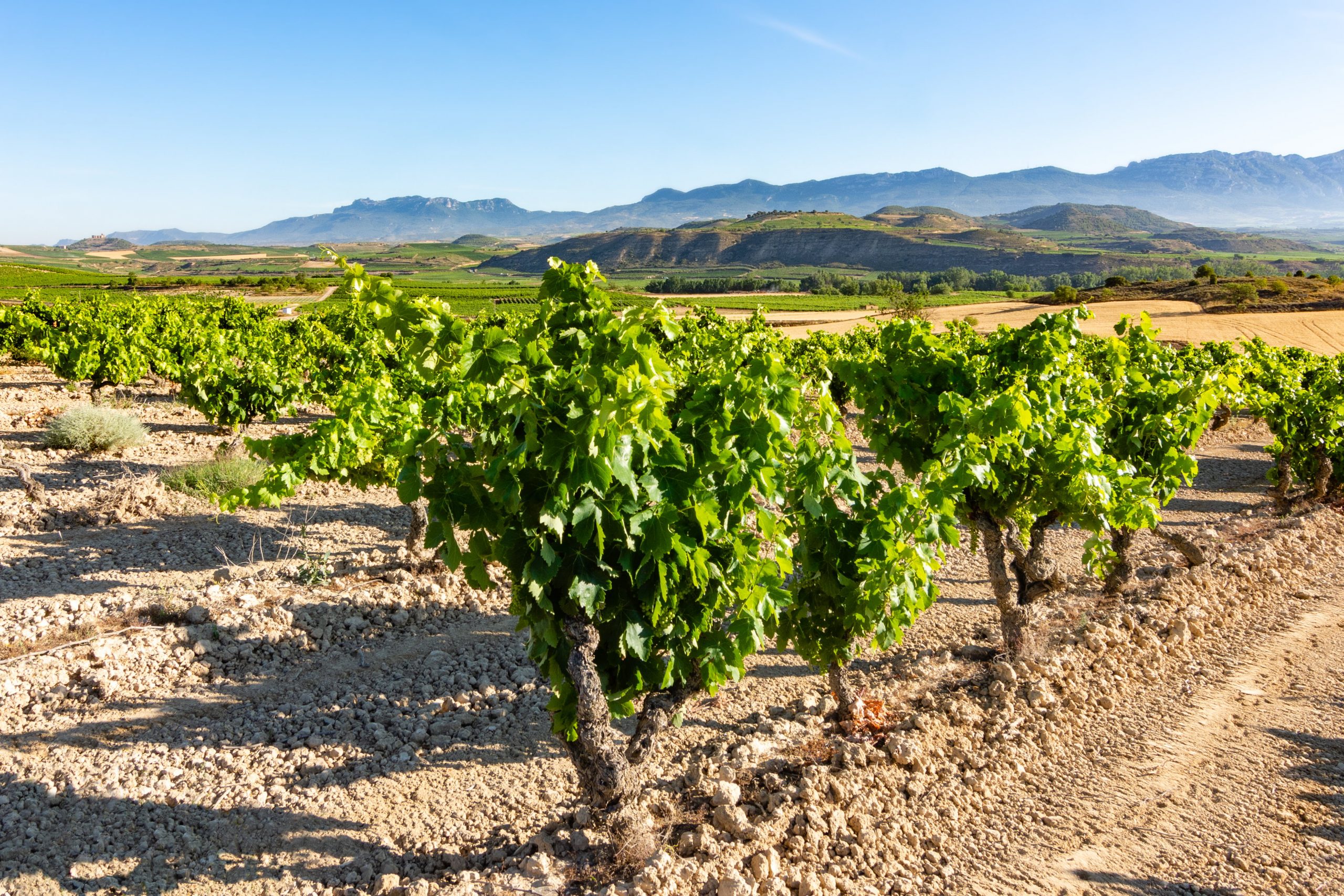 field of vineyards maturing in the sun in La Rioja. Spain